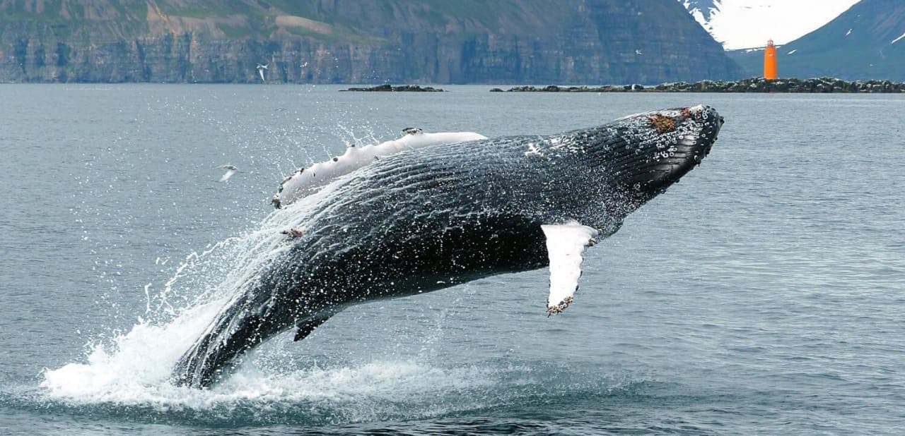 Whale surfacing beside a traditional boat off Hauganes in Eyjafjörður