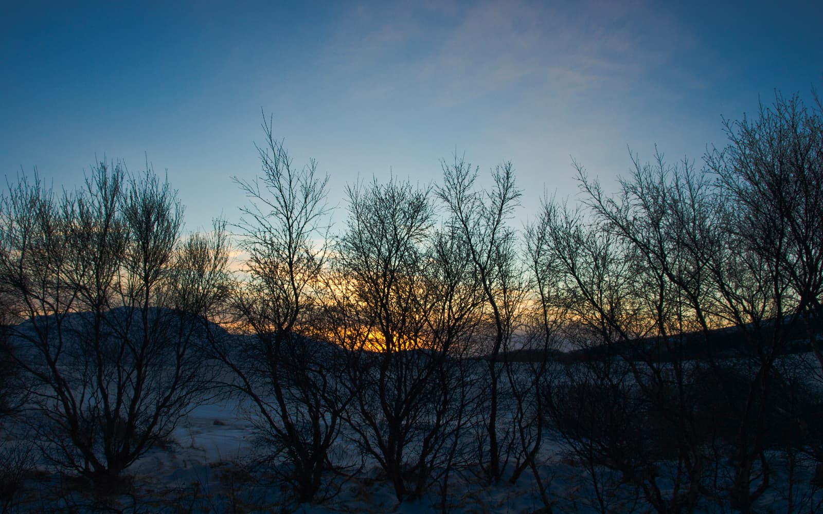 Winter trees and snow at dusk in Kjarnaskógur near Akureyri.