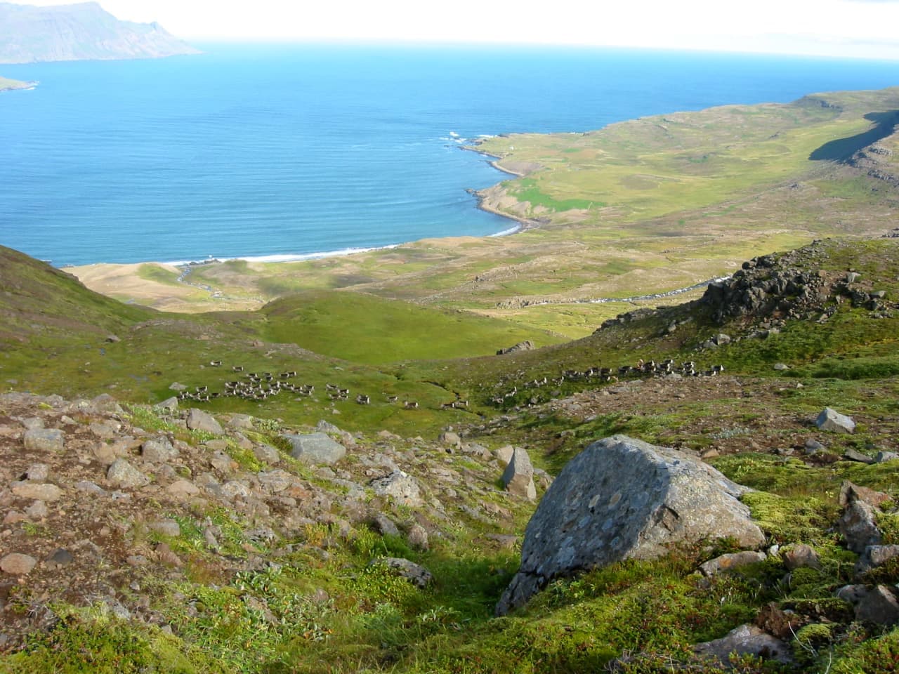Open grassland and fjord-side slopes at Skálanes with mountains rising above the East Iceland reserve.