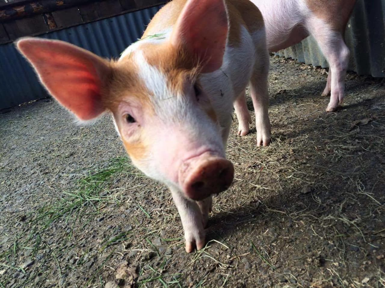 A young pig inside the animal area at Slakki Petting Zoo.