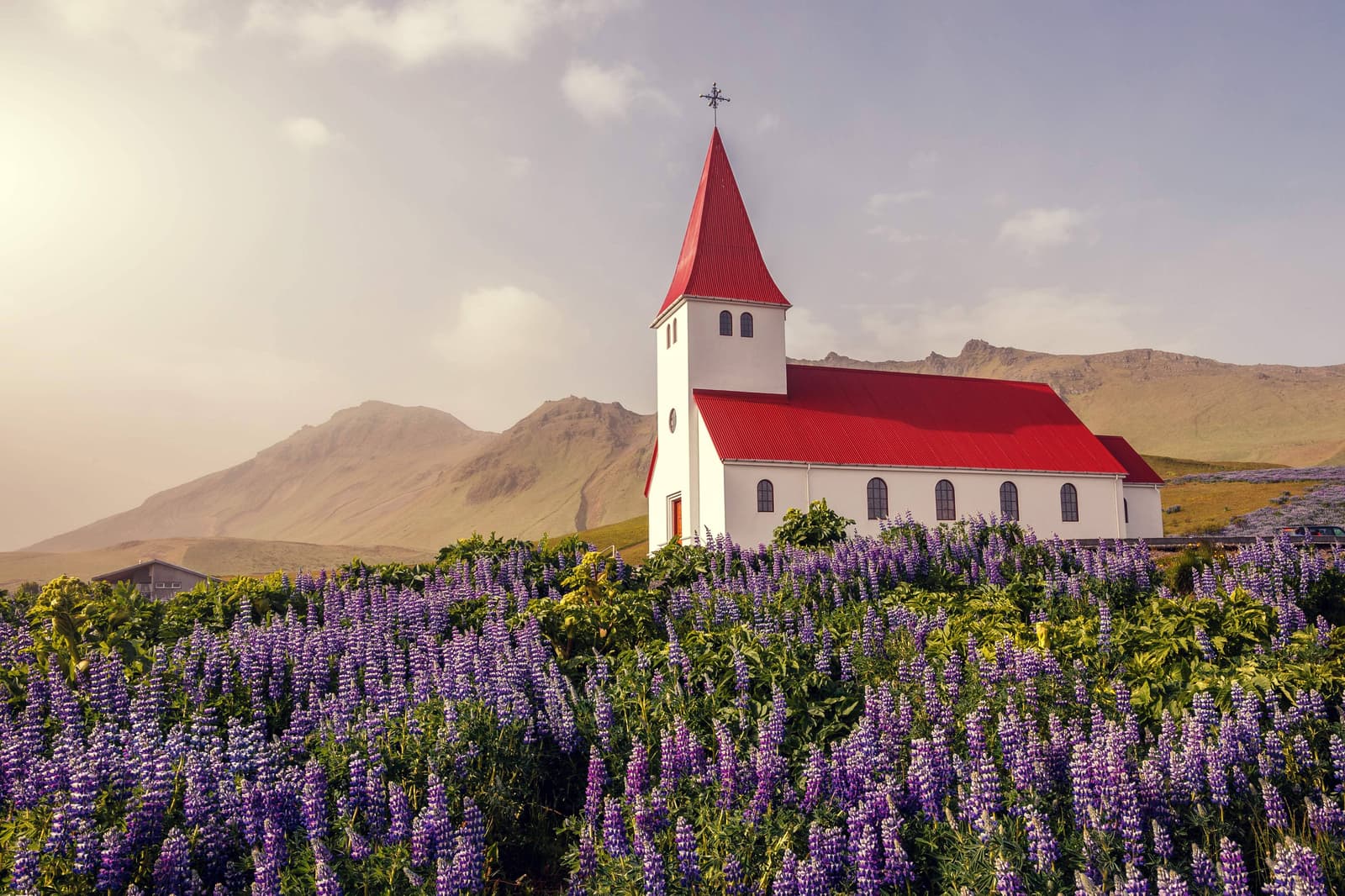 Víkurkirkja above Vík with purple lupines in the foreground.