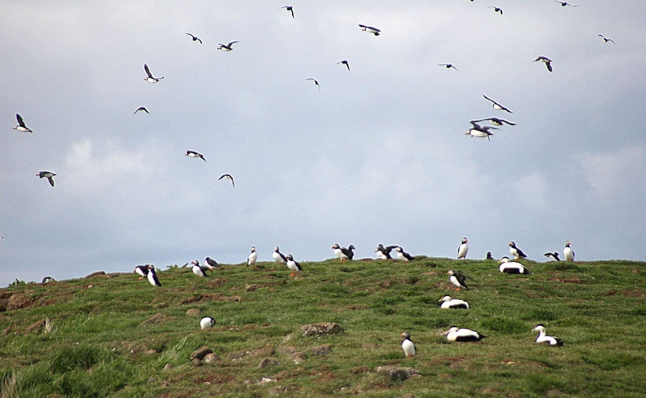 Puffins and other seabirds scattered across the grassy top of Akurey