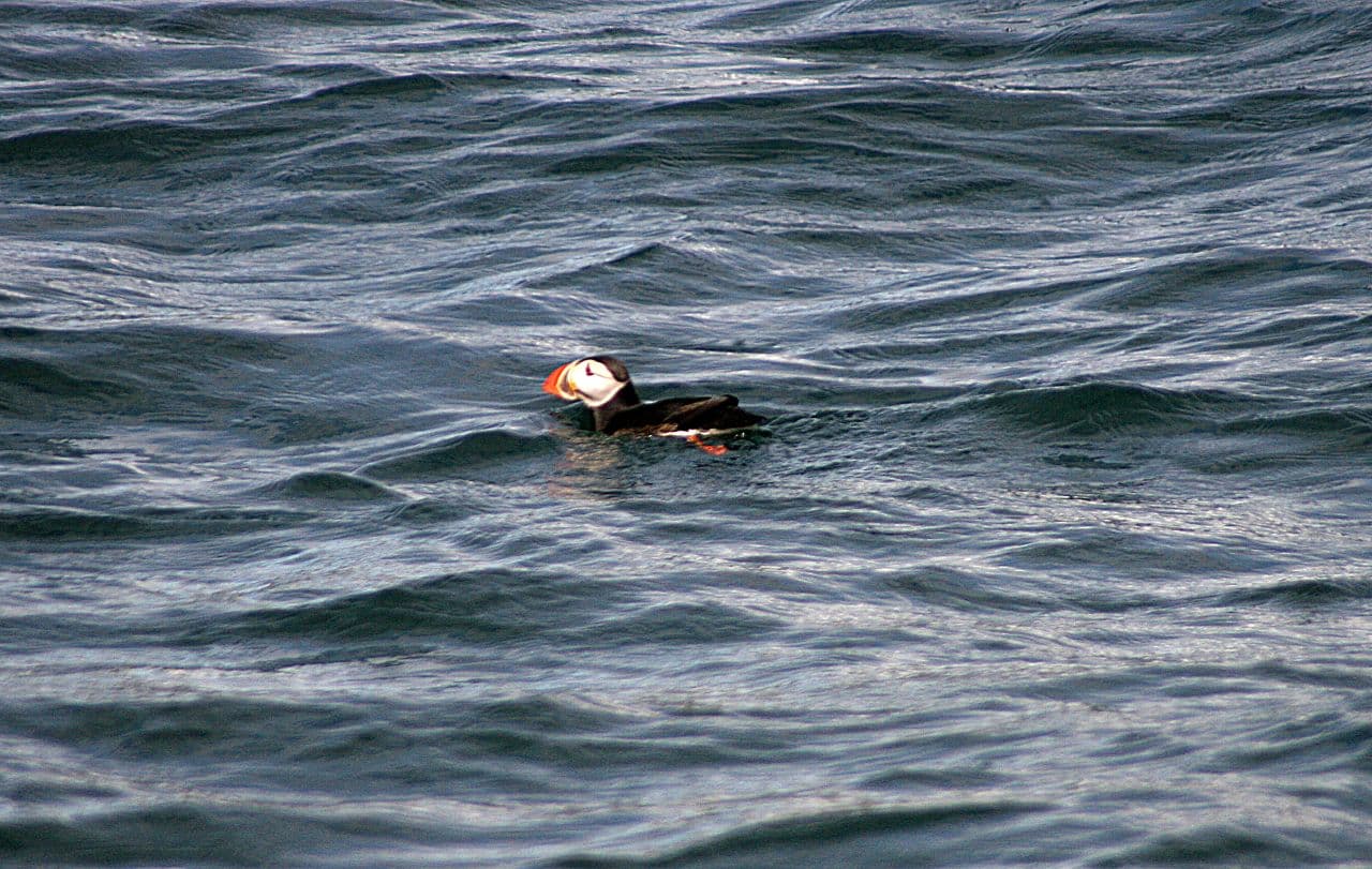 A puffin floating on choppy water near Akurey island