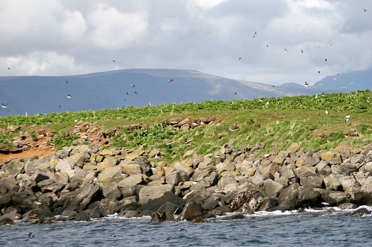 Rocky Akurey shoreline with seabirds flying above the grass and Kollafjörður mountains behind