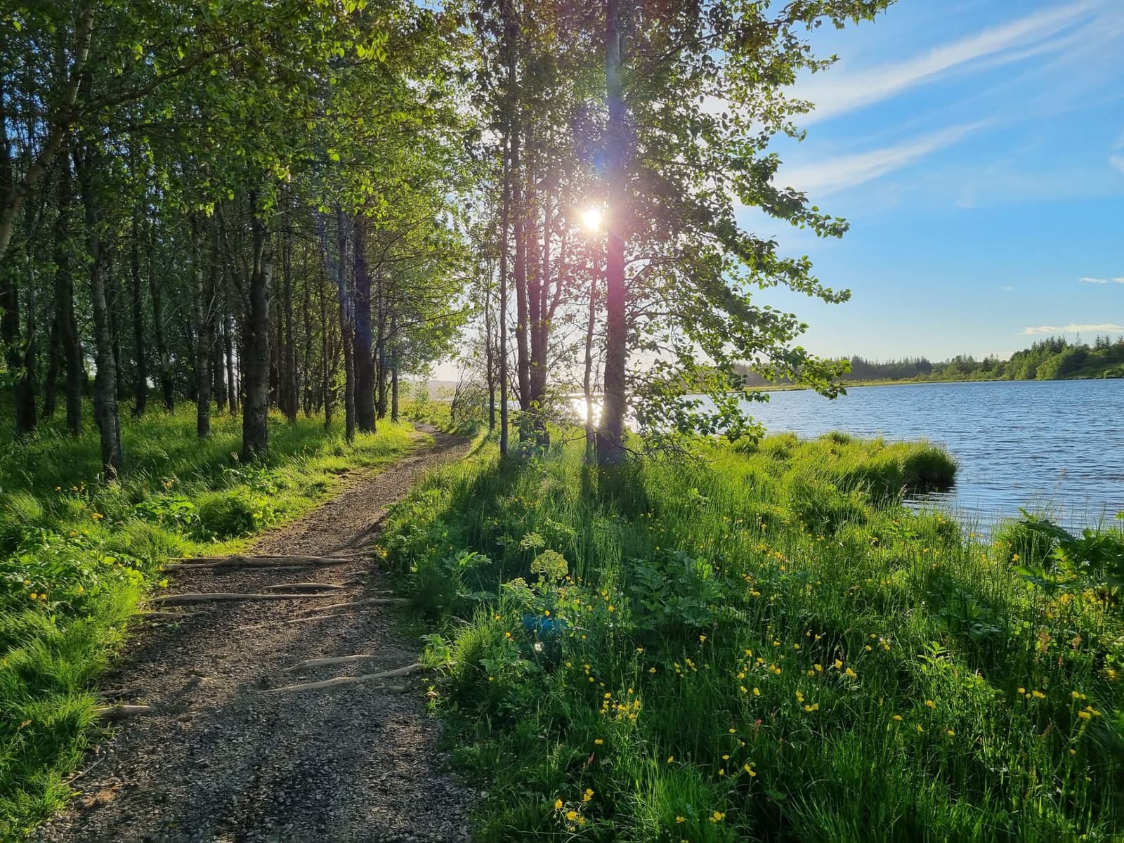 A tree-lined path beside water in Heiðmörk near Reykjavík.