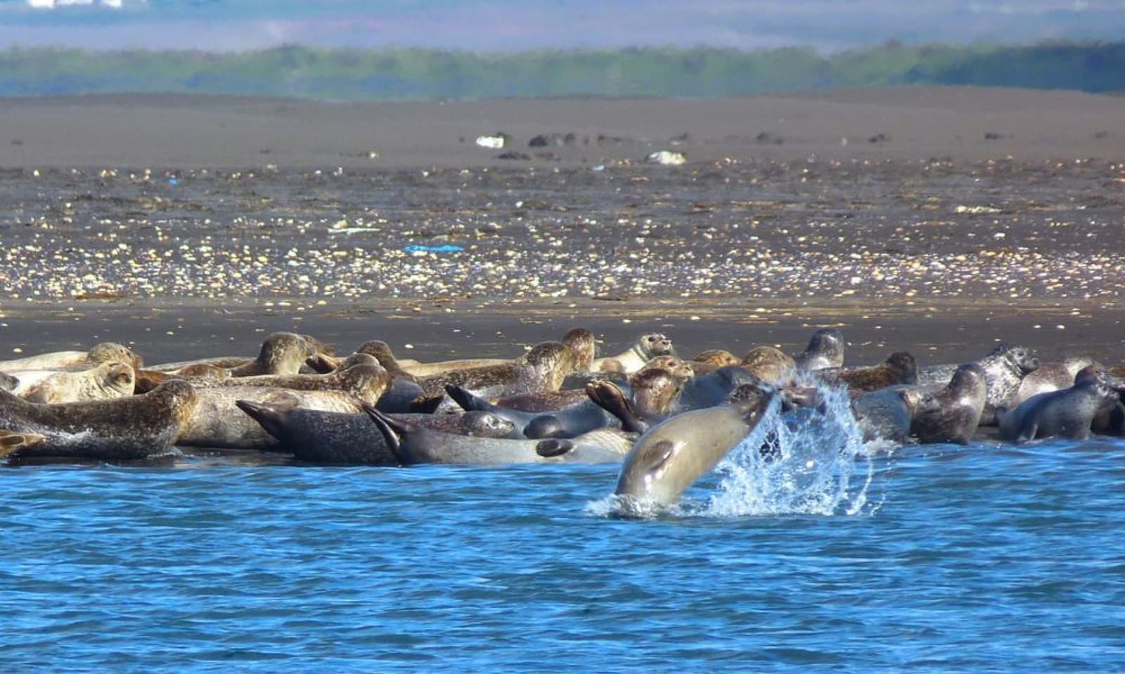 Seals hauled out together near the Illugastaðir viewing area