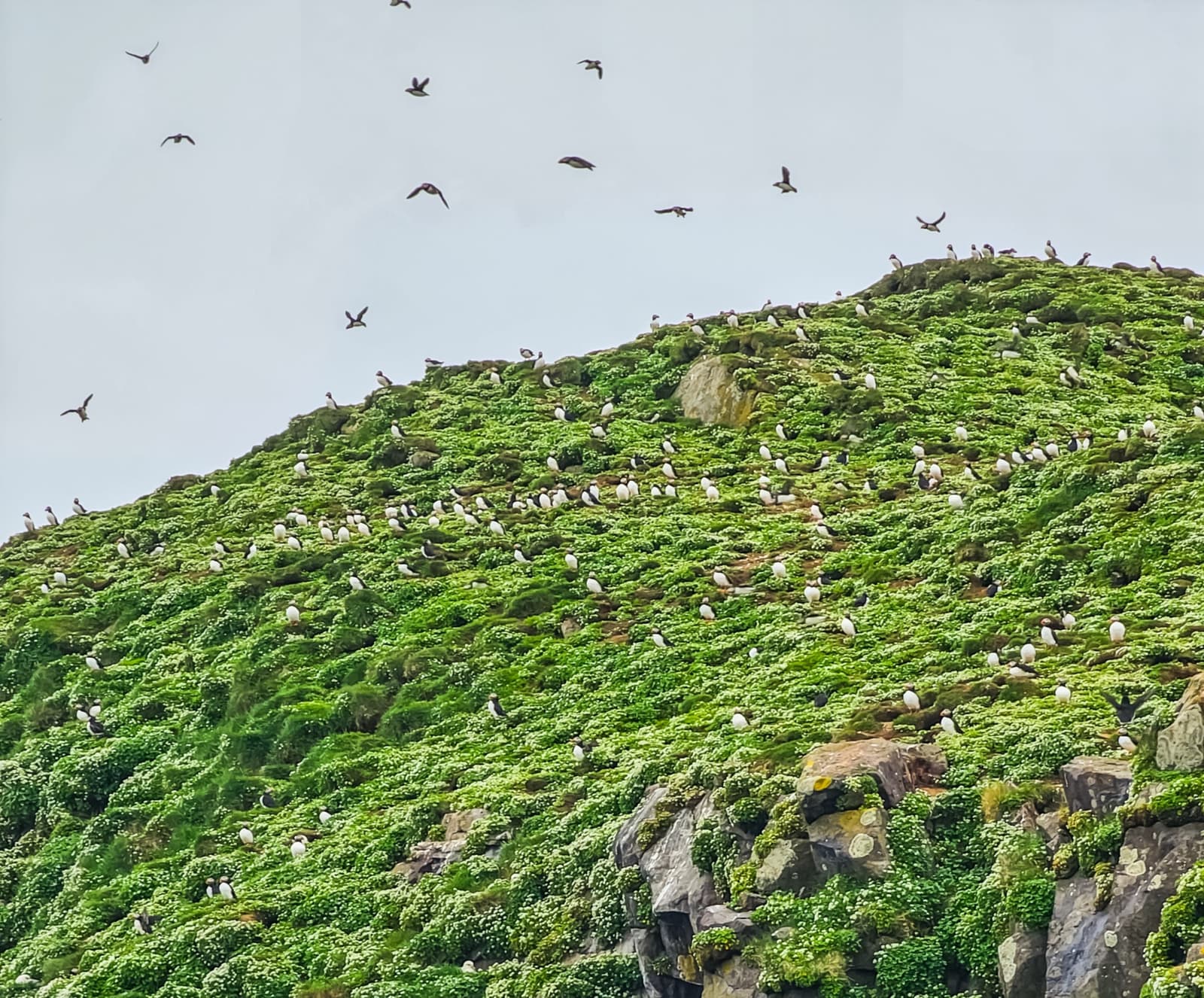 Puffins and other seabirds on the green cliff slopes of Papey Island in East Iceland.