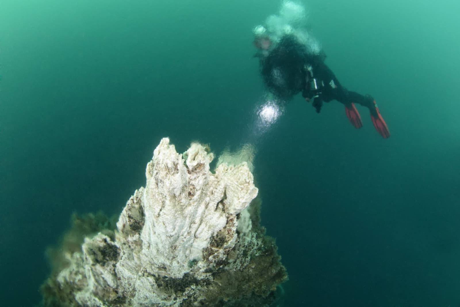 A diver swimming beside a pale Strýtur geothermal chimney in green water in Eyjafjörður.