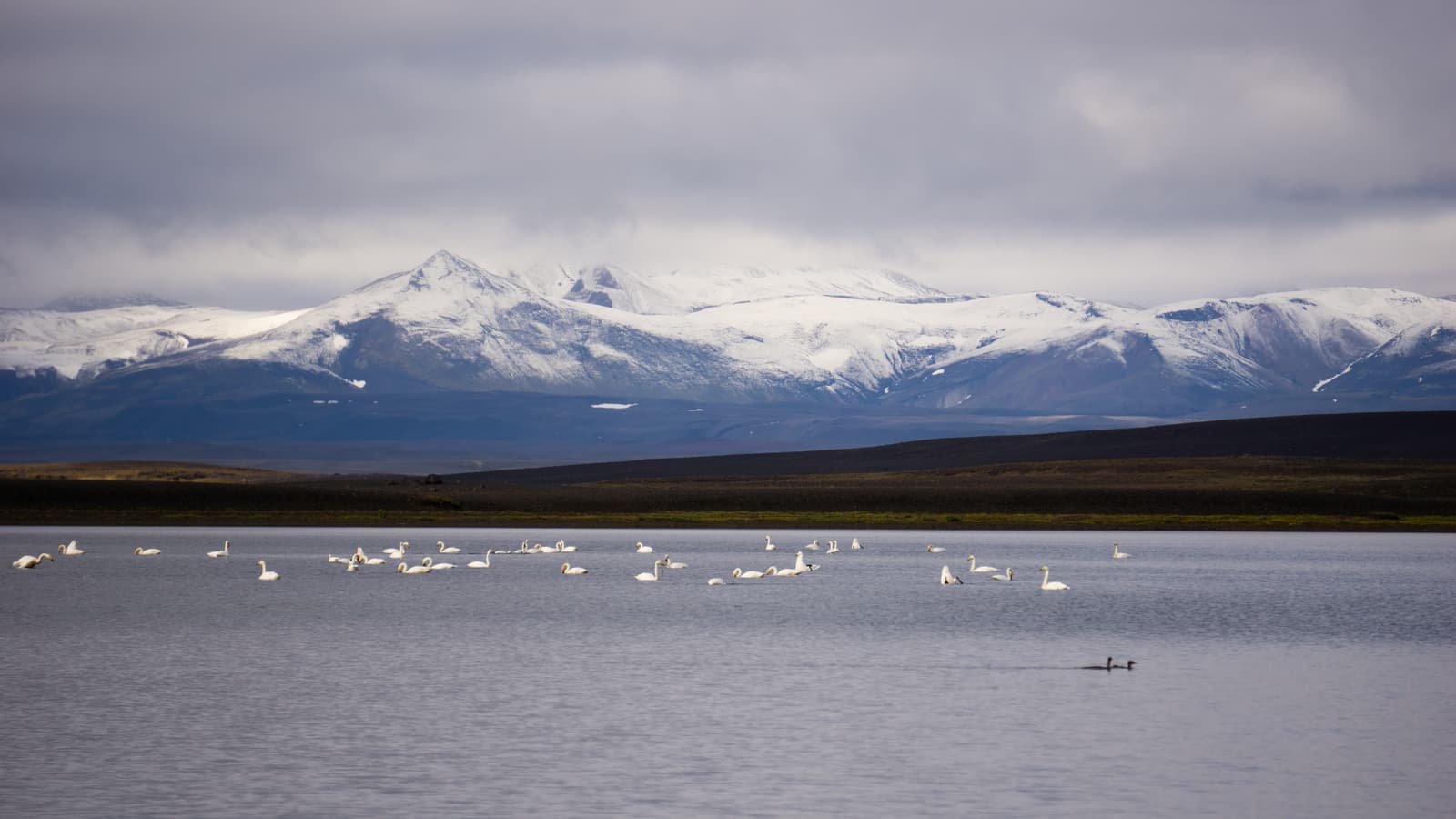 Swans on a lake in Þjórsárver with snow-covered Hofsjökull mountains in the distance.