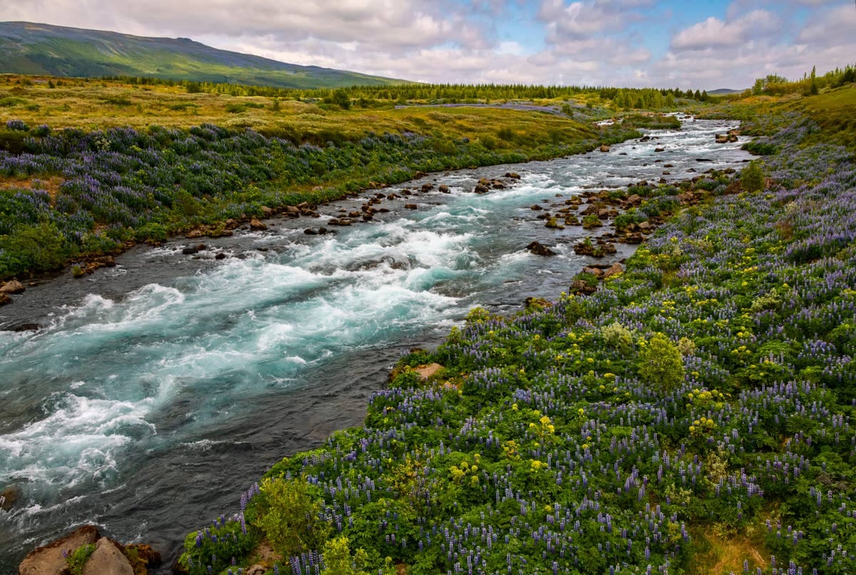 Tungufljót river rushing between lupine-covered banks in South Iceland.