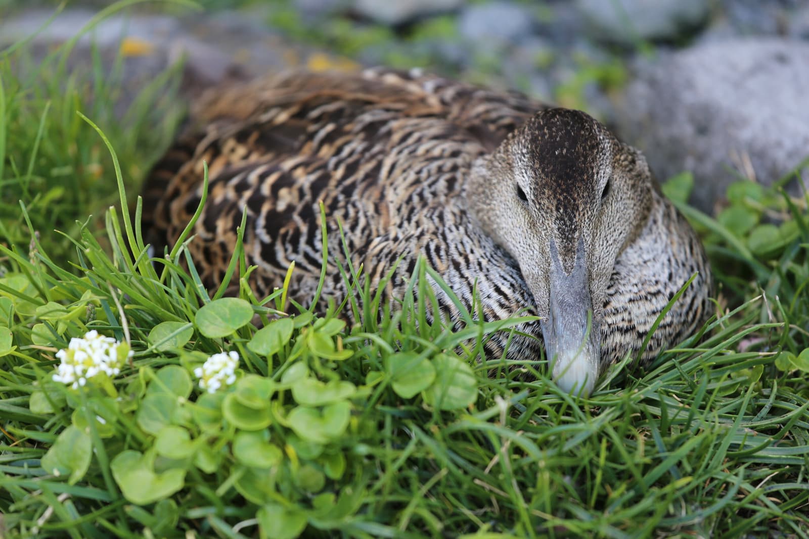Eider duck nesting in grass on Vigur Island.