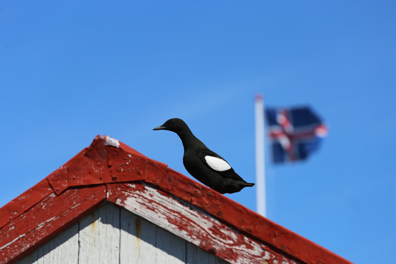 Black guillemot standing on a red Vigur roof with an Icelandic flag behind.