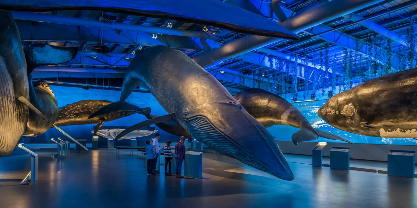 Life-size whale models hanging above visitors inside Whales of Iceland in Reykjavík
