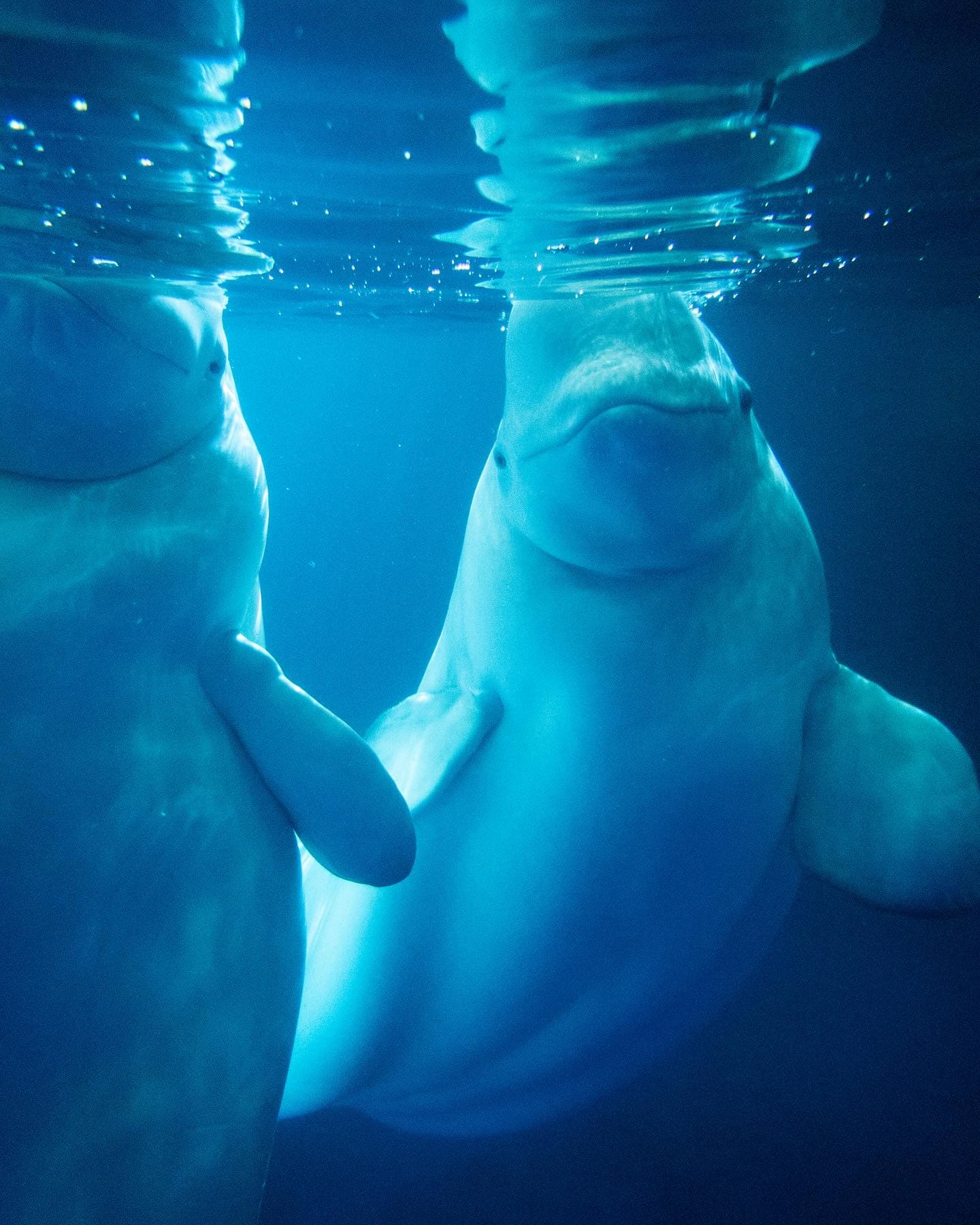 Two beluga whales underwater at the SEA LIFE Trust Beluga Whale Sanctuary on Heimaey.