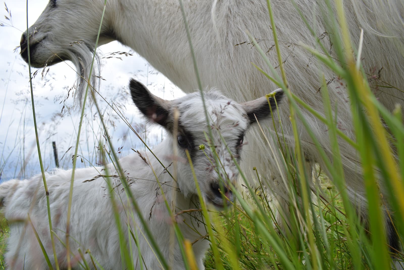 Icelandic goat and kid in tall grass at Háafell Goat Farm in West Iceland.