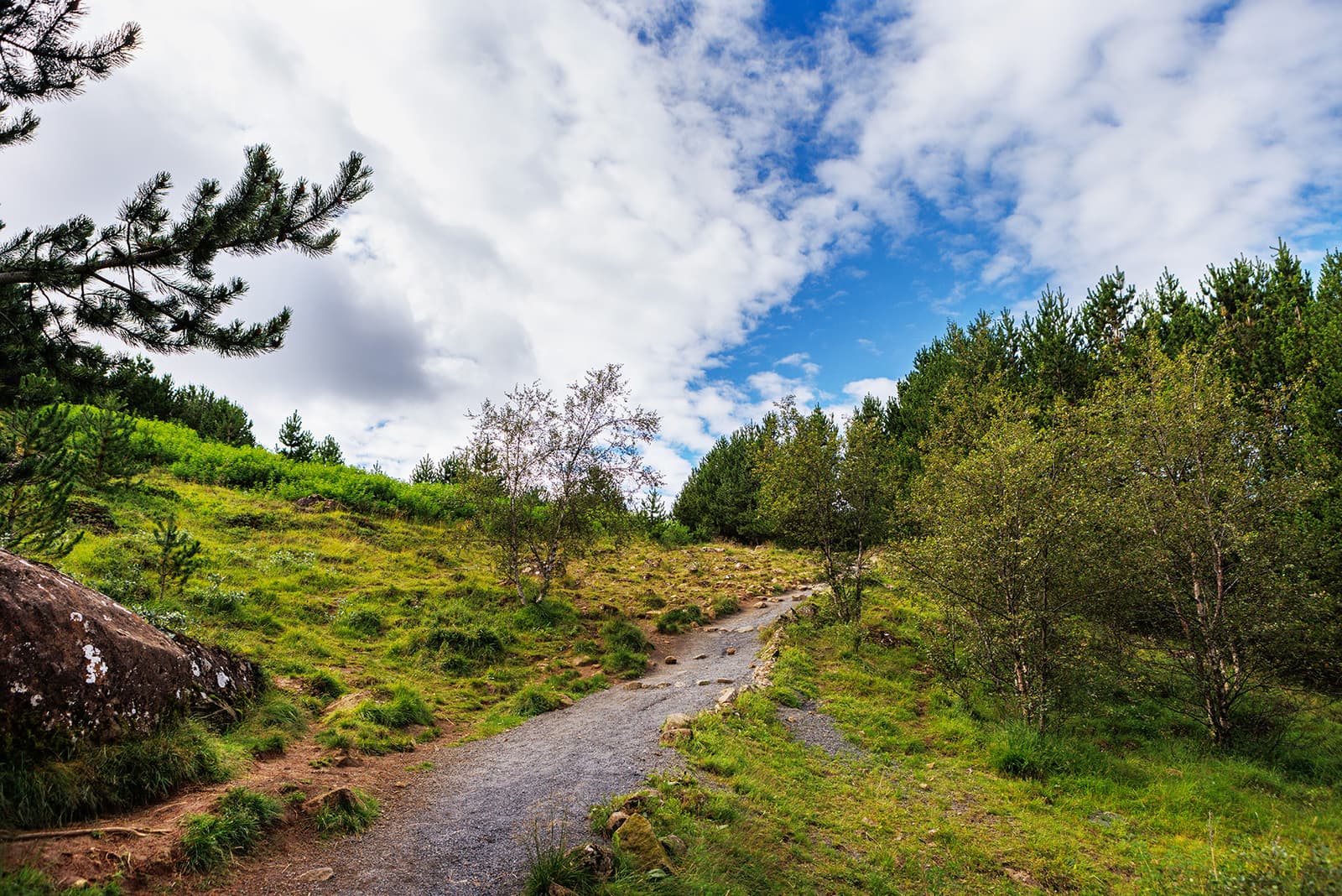 Path through green heathland and young forest on the Hólmsheiði and Rauðavatn route near Reykjavík.