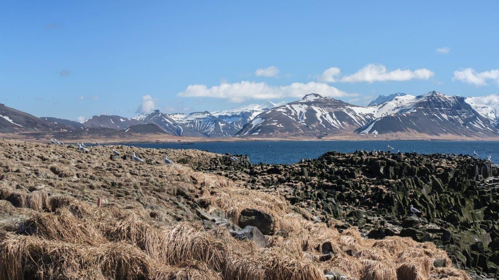 Bird nesting habitat on Melrakkaey with Grundarfjörður and snowy Snæfellsnes mountains across the water.