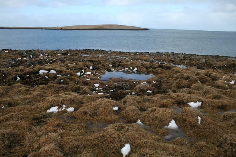 Low Þerney island across the water at Þerneyjarsund with rough coastal grass in the foreground.