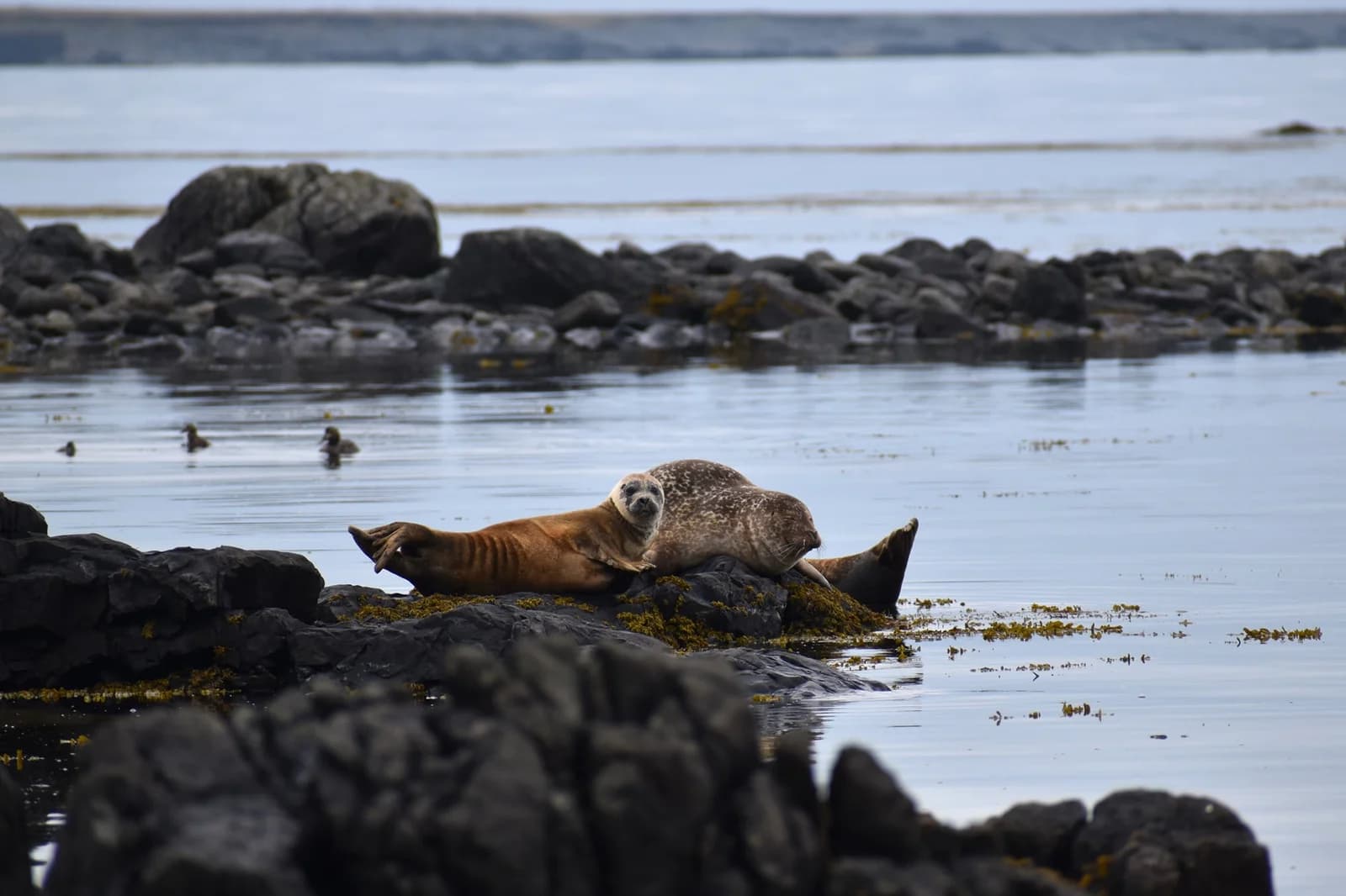 Seals resting on shoreline rocks at Ytri Tunga.