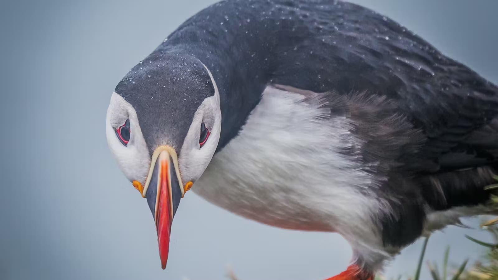 Close view of an Atlantic puffin looking toward the camera in Iceland.