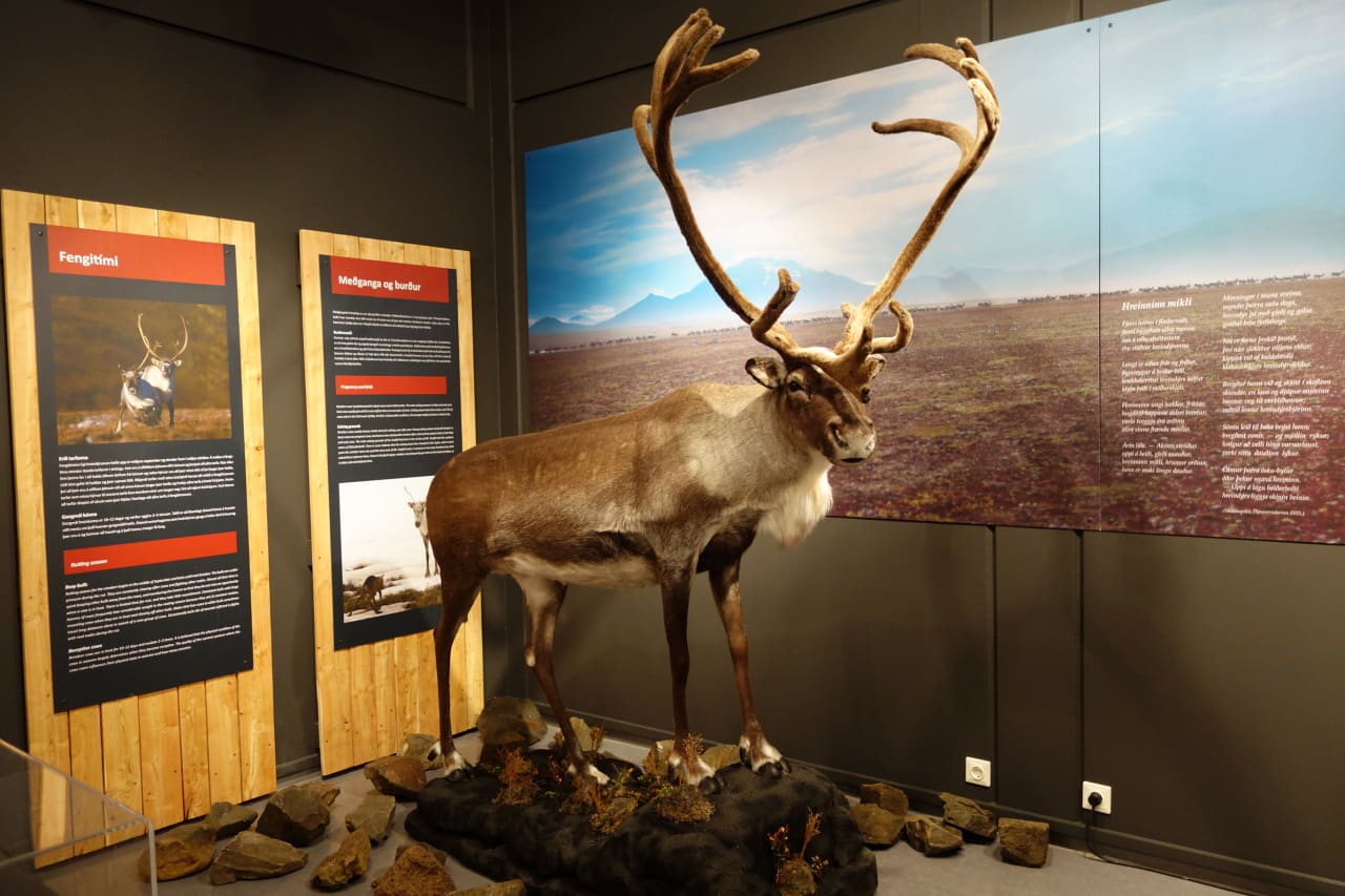 Reindeer exhibit inside the East Iceland Heritage Museum in Egilsstaðir.