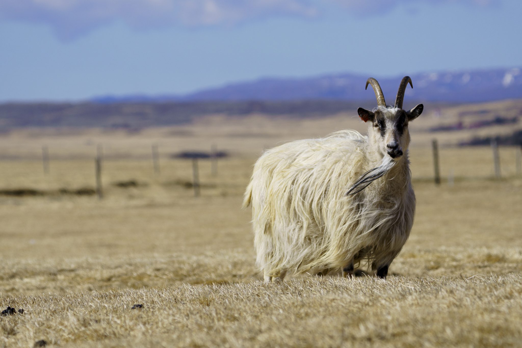 Close view of an Icelandic goat at Háafell Goat Farm with curved horns and pale coat.