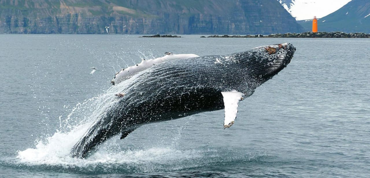 Whale surfacing beside a traditional boat off Hauganes in Eyjafjörður