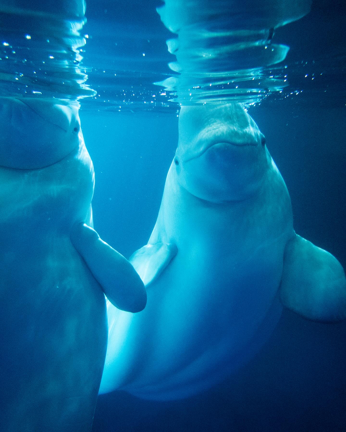 Two beluga whales underwater at the SEA LIFE Trust Beluga Whale Sanctuary on Heimaey.