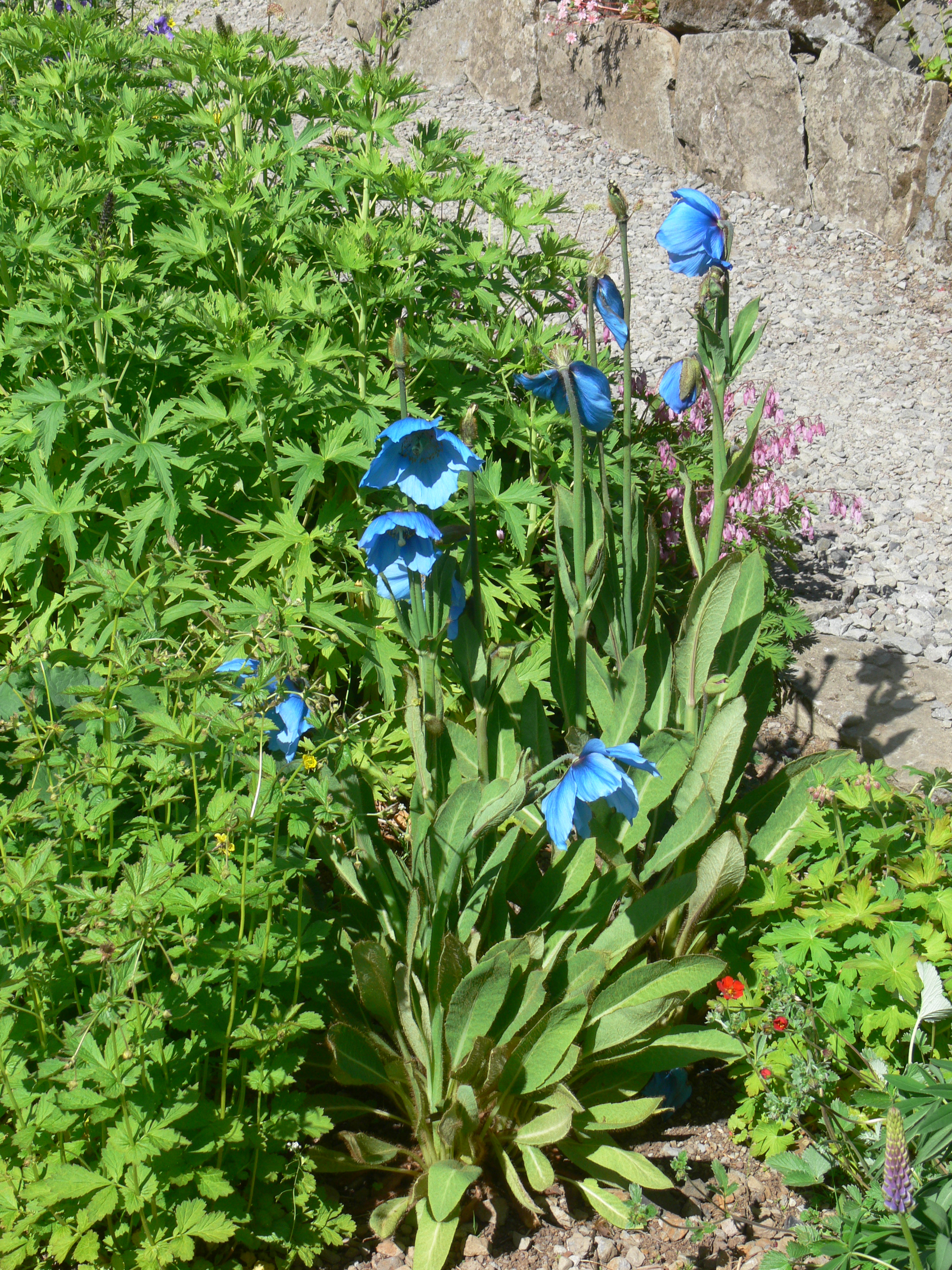Blue poppy flower growing in Skrúður Botanical Garden near Núpur.