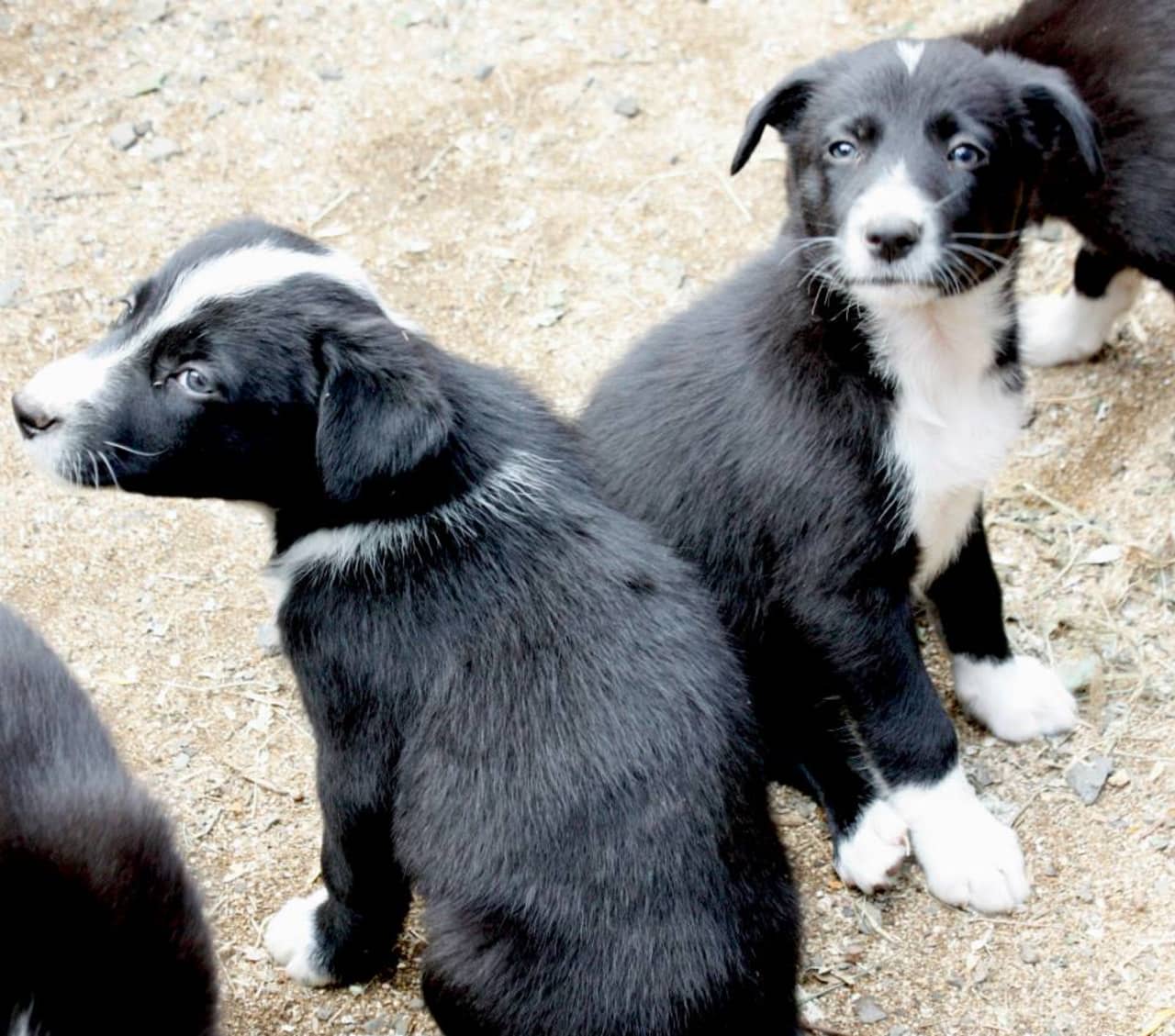 Puppies at Slakki Petting Zoo in Laugarás.
