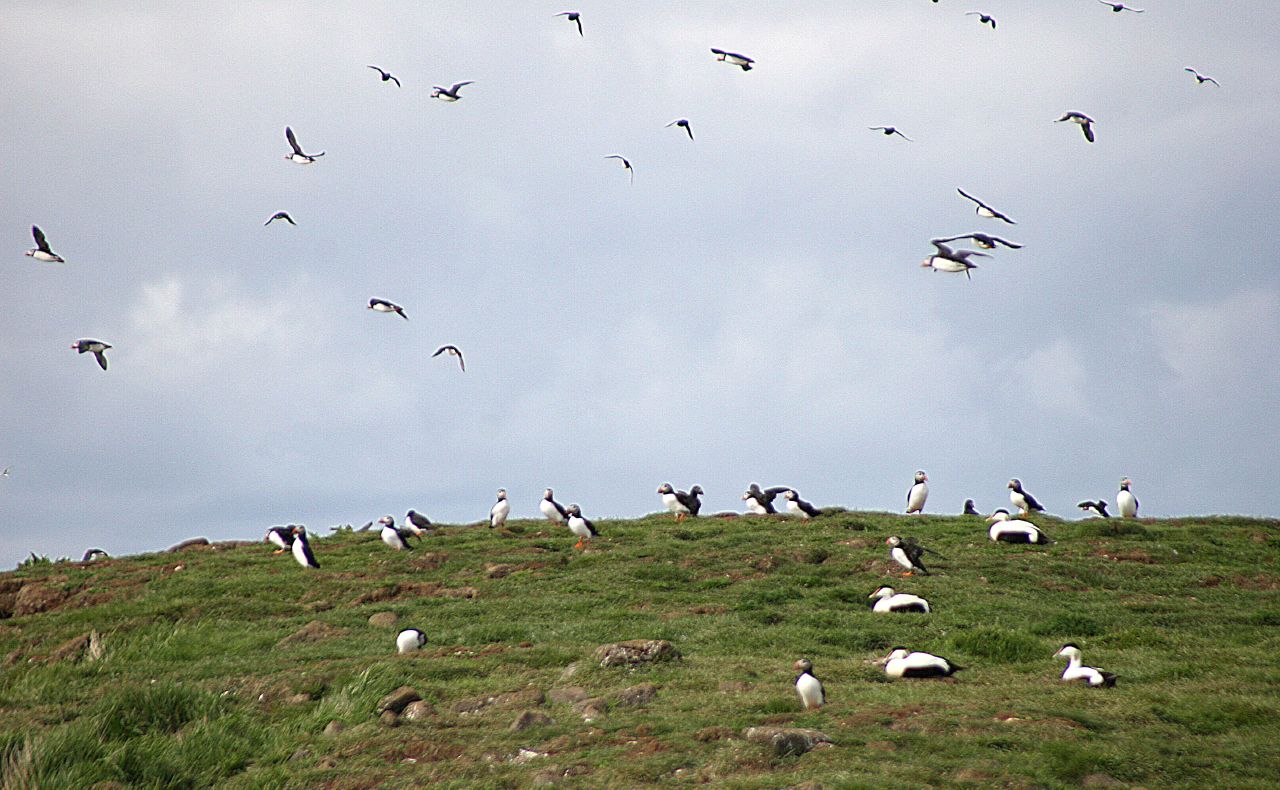 Puffins and other seabirds scattered across the grassy top of Akurey