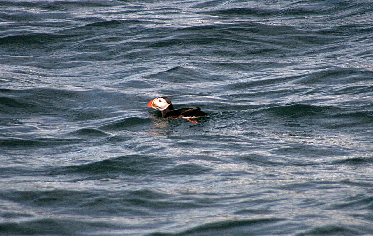 A puffin floating on choppy water near Akurey island