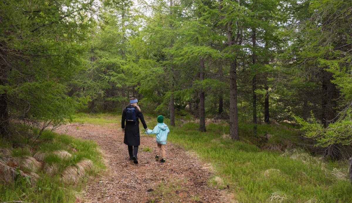An adult and child walking on a gravel trail among green trees in Hallormsstaðaskógur.