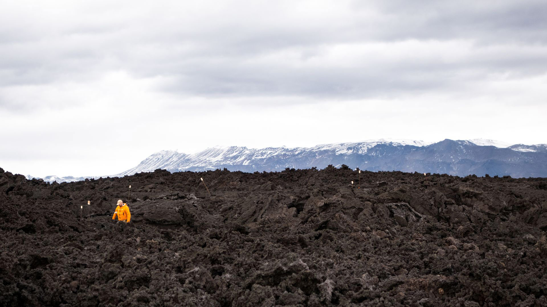 A hiker in an orange jacket walking across the dark Holuhraun lava field with snowy highland mountains beyond.