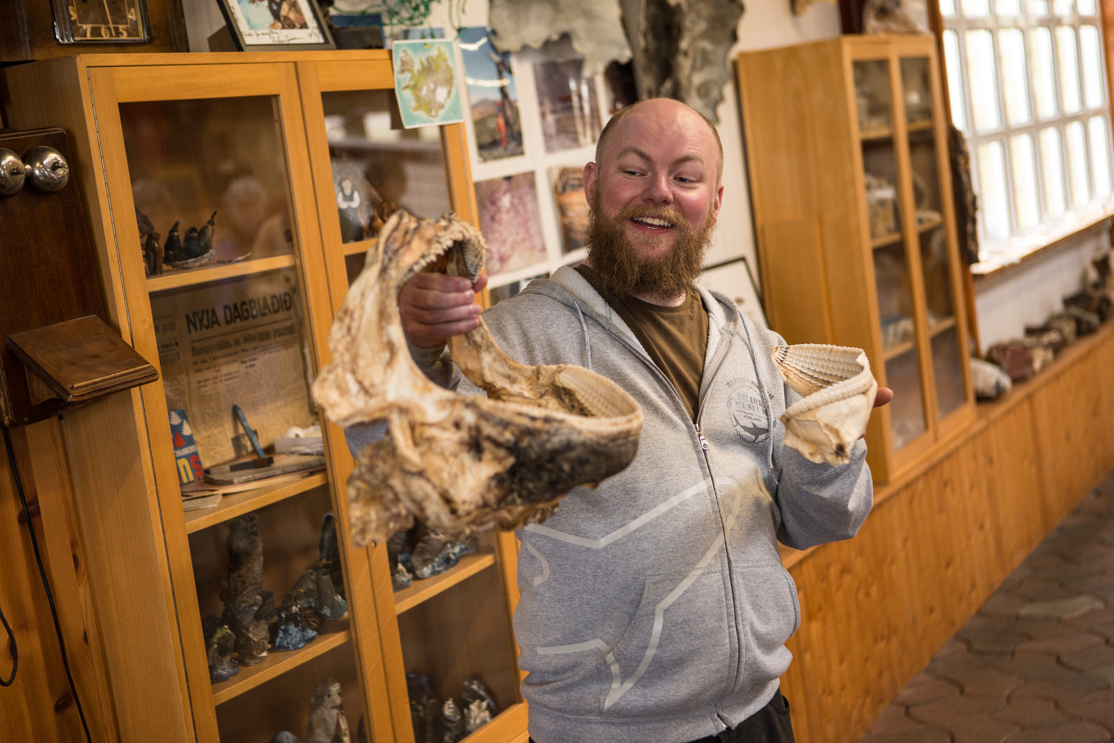 A Bjarnarhöfn museum guide holding shark jaws beside shark museum display cases.