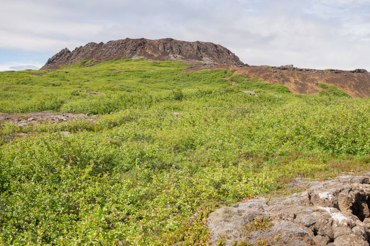 Eldborg crater rising above green lava-field vegetation in West Iceland.
