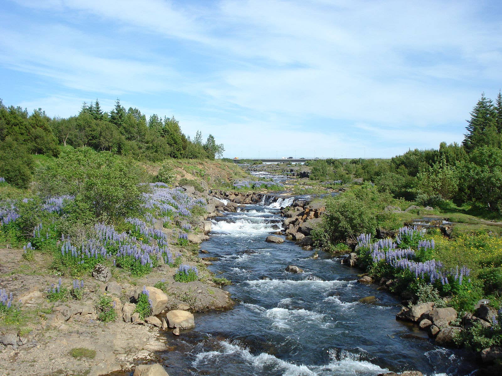 Elliðaá river flowing through summer greenery and purple lupines in Reykjavík.