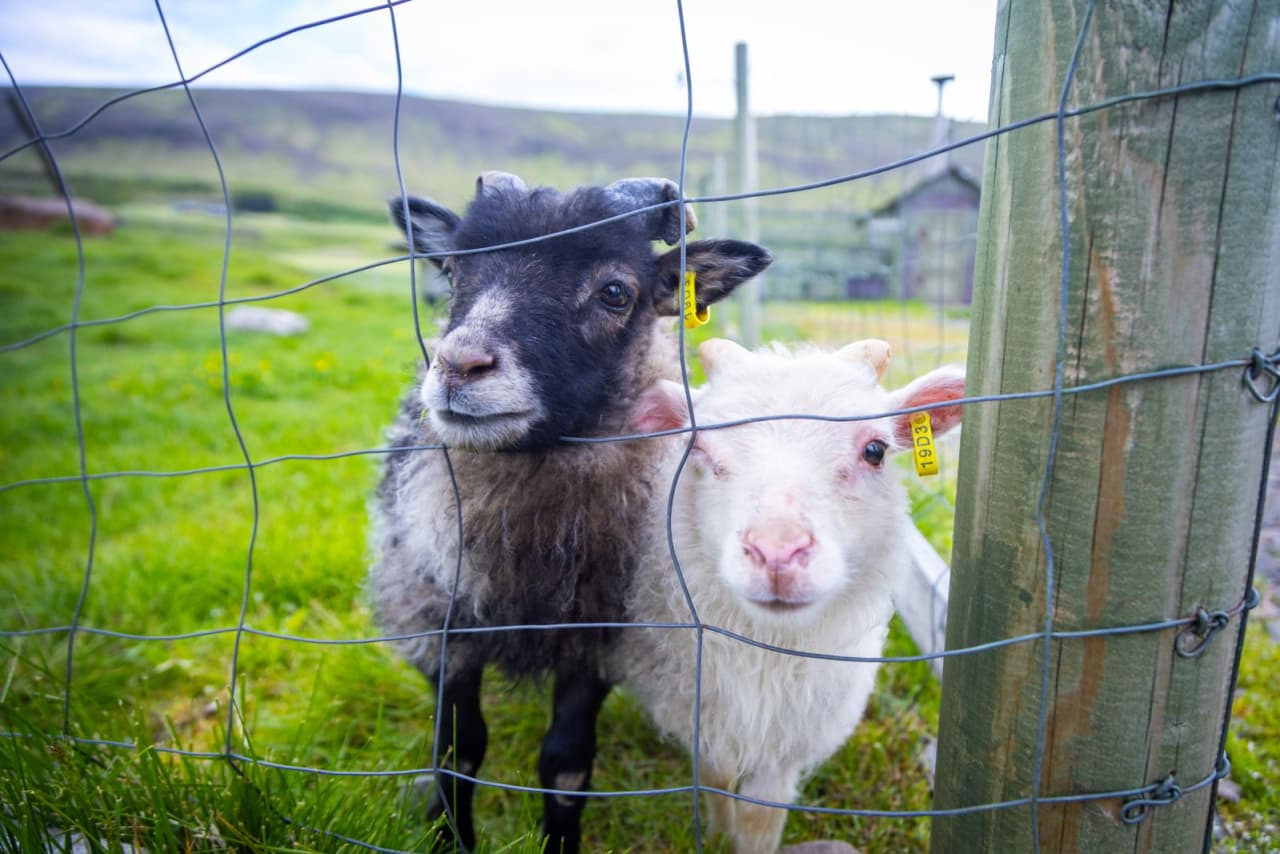 Two young farm animals standing behind a fence at Erpsstaðir.
