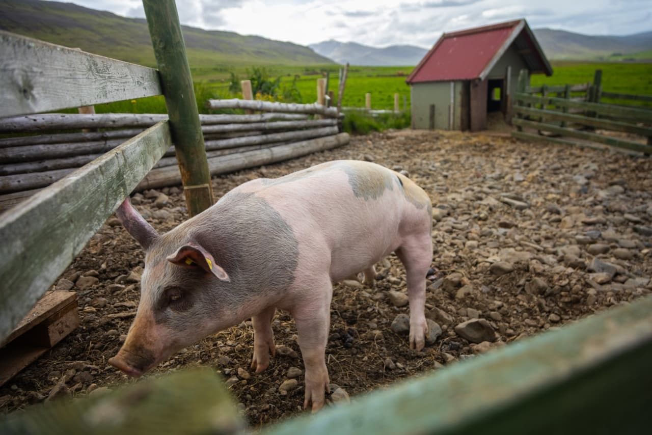 A pig in a fenced farm yard at Erpsstaðir with green hills behind it.