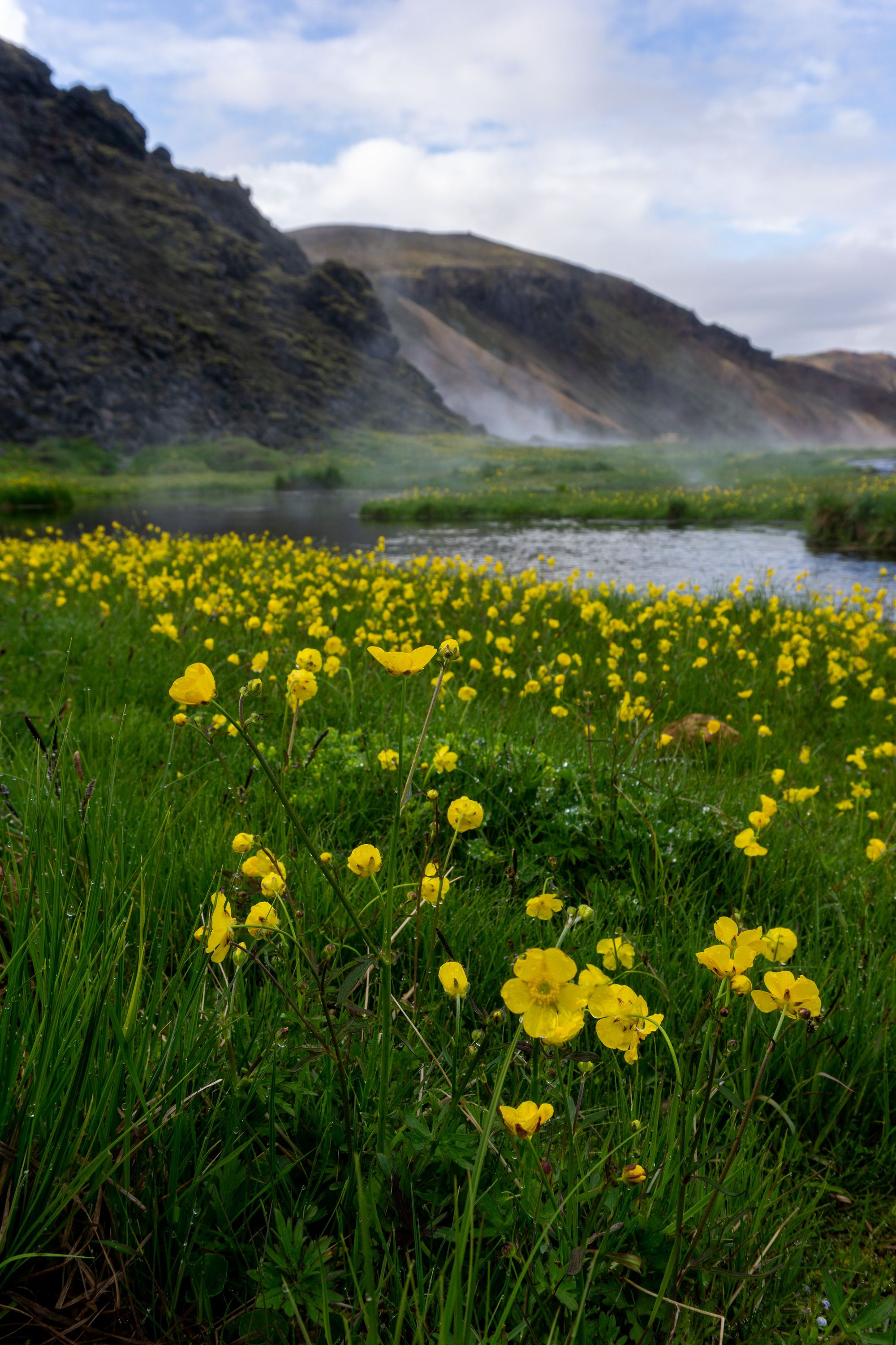 Yellow flowers, steam, wet ground, and dark lava in a geothermal part of Fjallabak Nature Reserve.