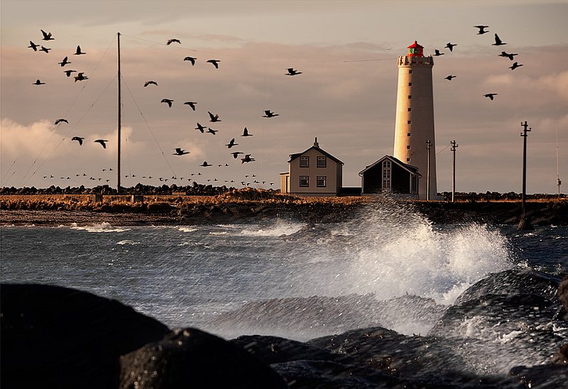Birds flying around Grótta lighthouse as waves break against the rocky shore