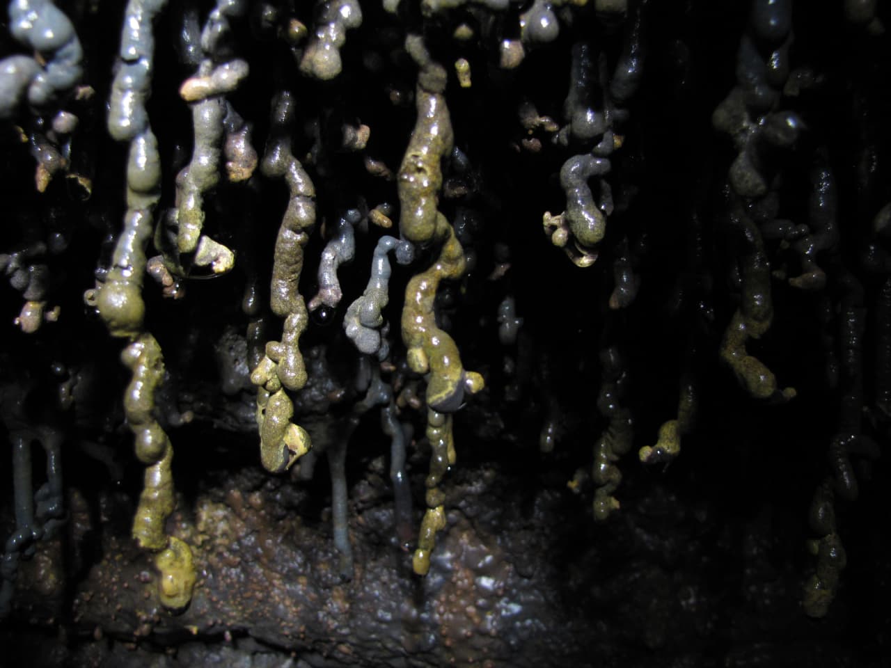Wet lava formations hanging from a dark cave ceiling in Hallmundarhraun.