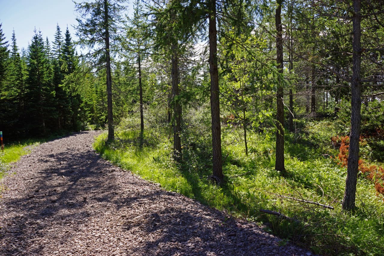 Gravel walking path through sunlit trees in Hallormsstaðaskógur forest.