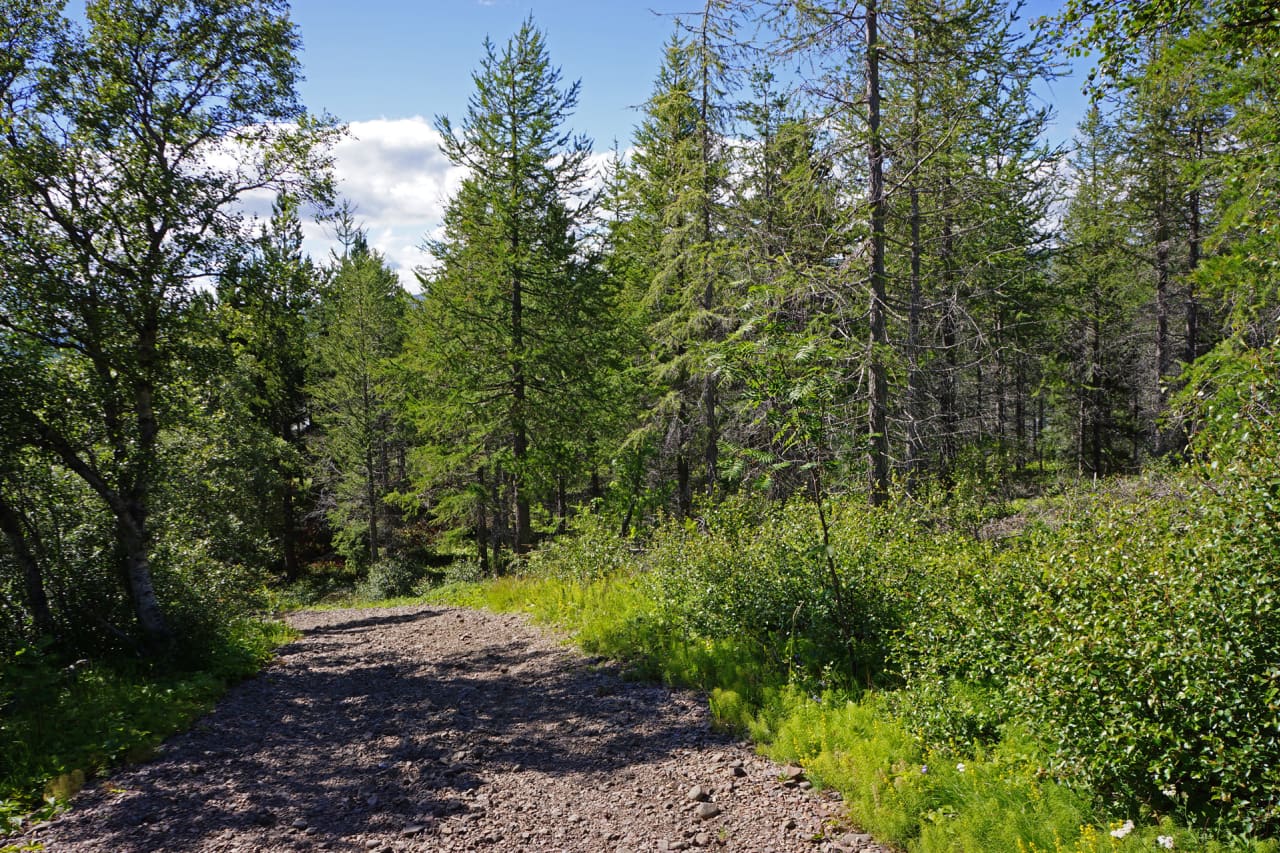 Marked path and mixed trees inside Hallormsstaðaskógur forest in East Iceland.