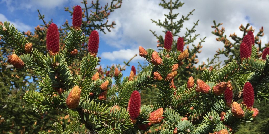 Red Sitka spruce cones on branches in the planted forest at Heiðmörk.