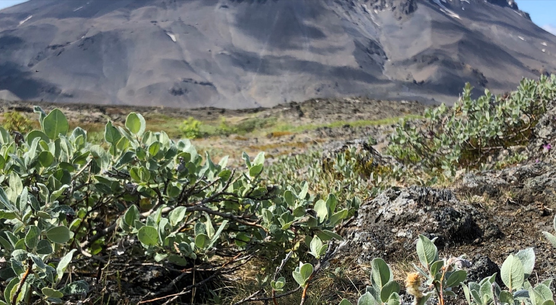 Low willow plants and lava rocks at Herðubreiðarlindir with the lower slopes of Herðubreið behind them.
