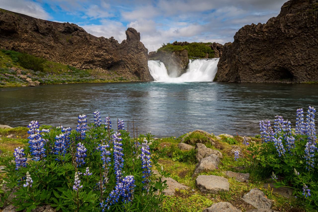 Hjálparfoss waterfall, basalt cliffs, river pool, and lupines in Þjórsárdalur.