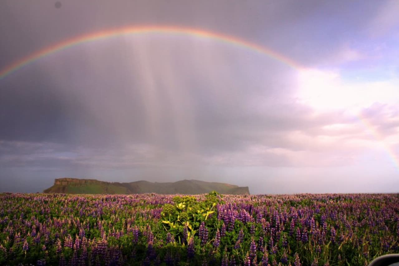 Purple lupines below Hjörleifshöfði with a rainbow over the South Coast landscape