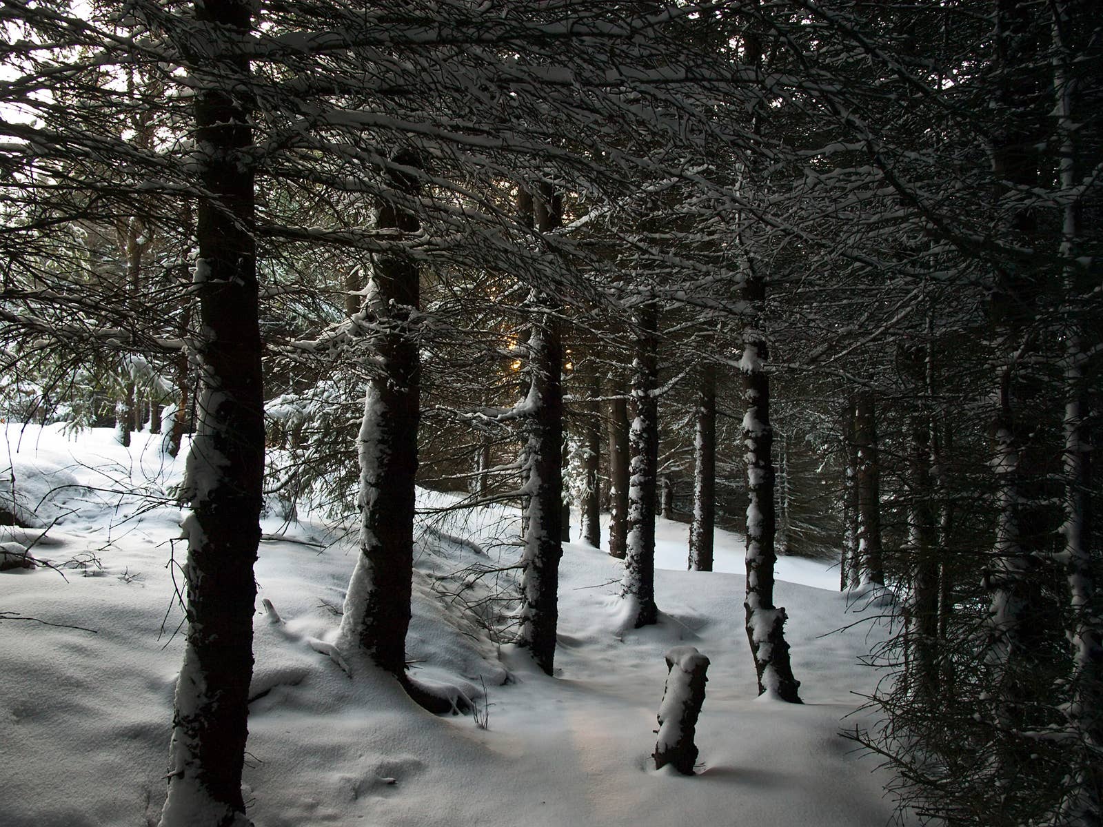 Snow-covered trees near Rauðavatn and Hólmsheiði on Reykjavík's eastern edge.