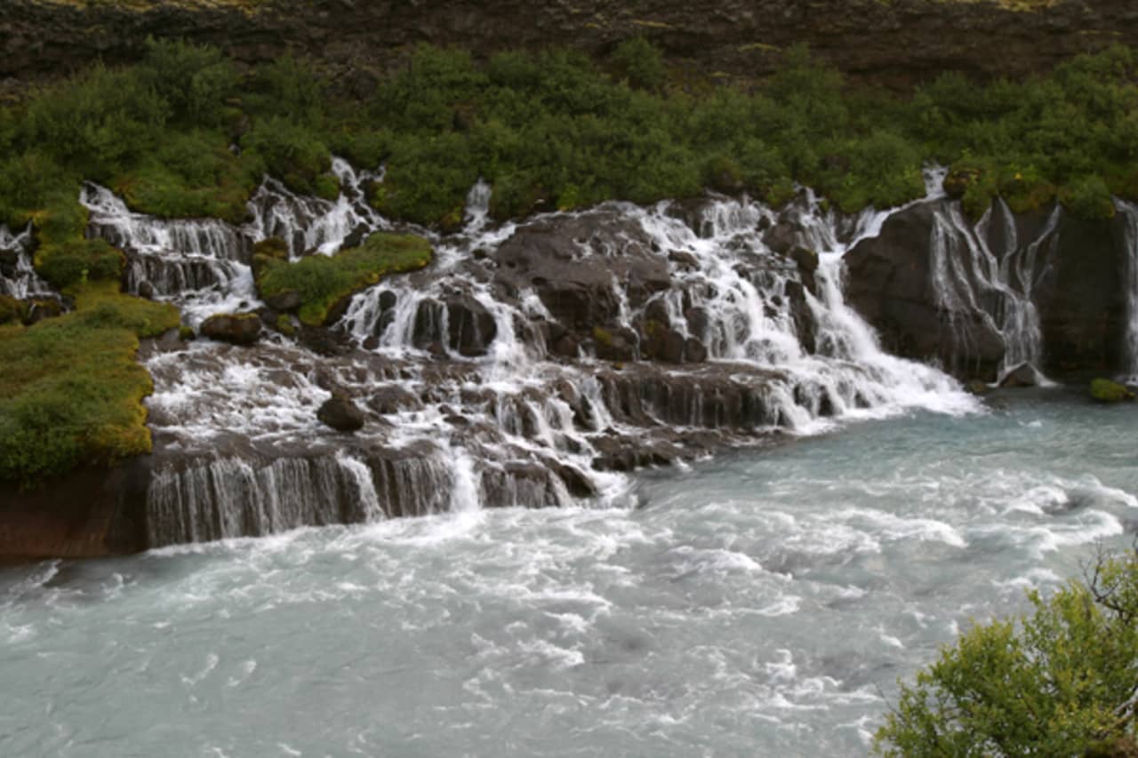 Close view of Hraunfossar waterfalls entering pale river water below dark lava and low vegetation.